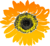 Tilted Sunflower Clip Art